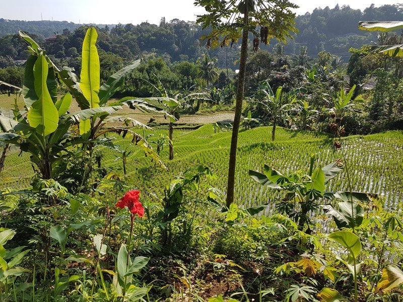 De sawa's van Java De sawa's van Java